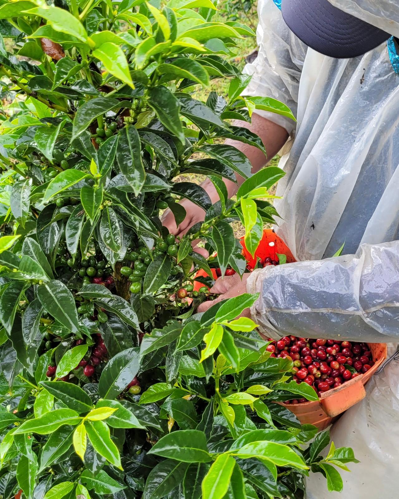 MR. TINTO BURUNDI TURACO WASHED COFFEE BEANS