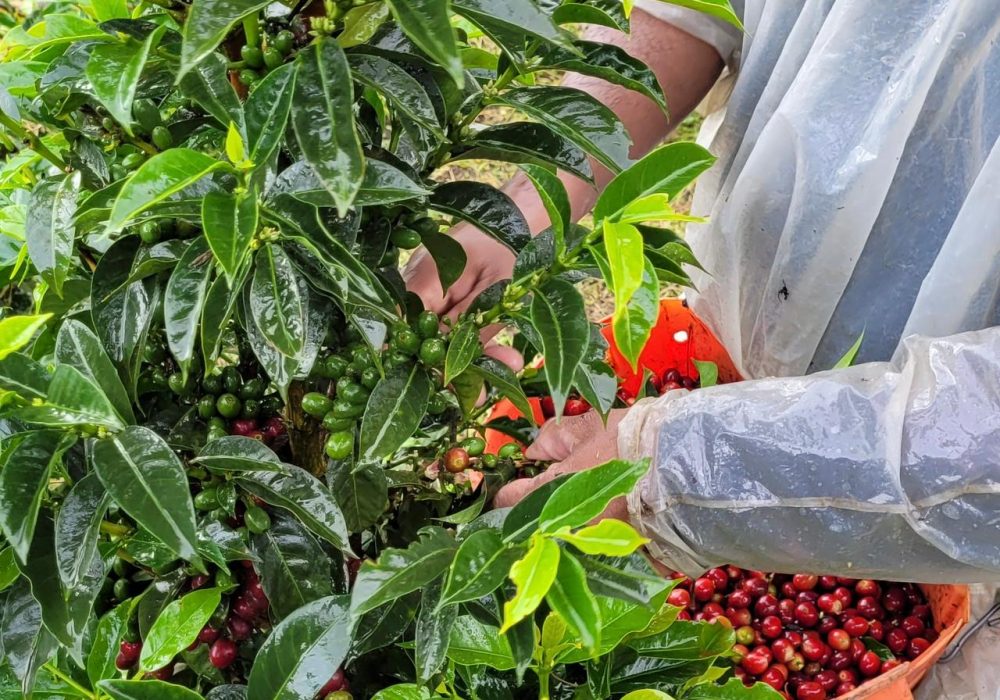 WhatsApp Image 2026-02-10 at 17.01.58